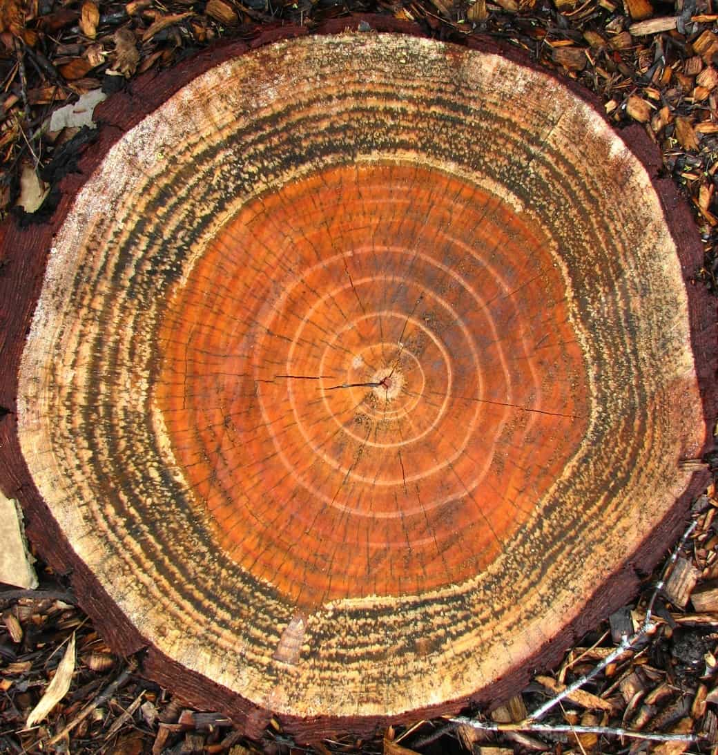 Orange and brown pine tree stump with leaves around it