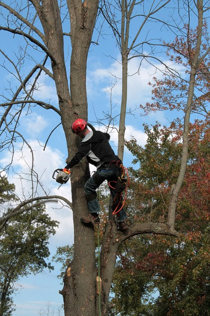 A man removing a large tree from a backyard with a chainsaw