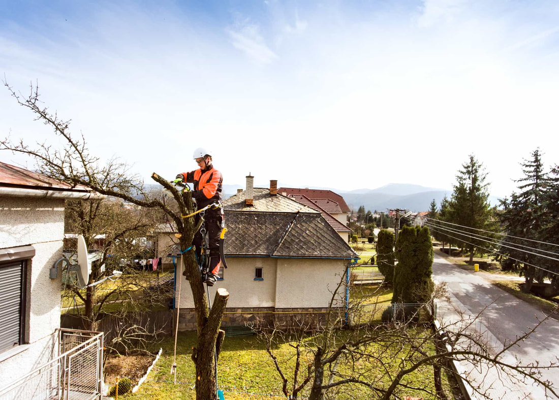 An arborist wearing climbing gear at the top of a tall tree in Carmel IN
