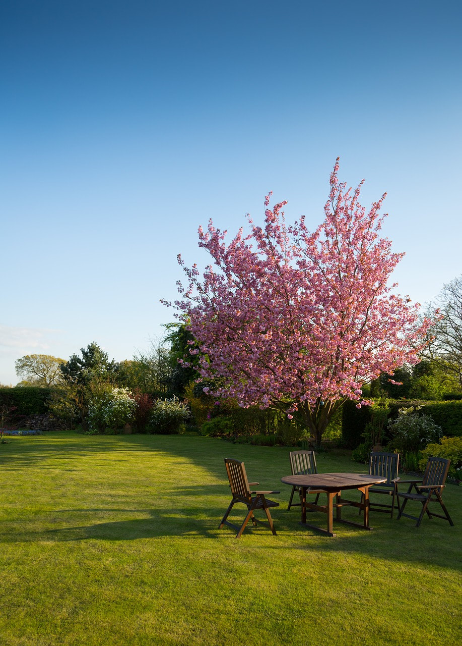 A pink blooming tree in a backyard by a table and some bushes