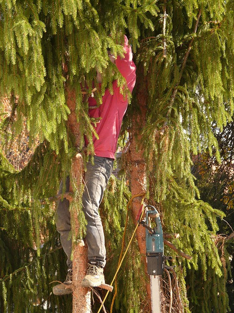 Tree care worker trimming a pine tree